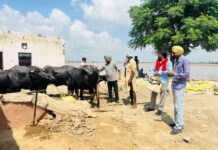 ਪੰਜਾਬ ਸਰਕਾਰ ਵੱਲੋਂ ਹੜ੍ਹਾਂ ਪਿੱਛੋਂ ਪਸ਼ੂਆਂ ਦੀ ਸੁਰੱਖਿਆ ਲਈ ਵਿਆਪਕ ਤੇ ਸਮਾਂਬੱਧ ਕਾਰਜ ਯੋਜਨਾ ਤਿਆਰ