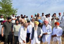 OVER 500 AGRICULTURE DEPT OFFICIALS PRESSED INTO SERVICE TO ASSESS CROP DAMAGE: GURMEET SINGH KHUDIAN